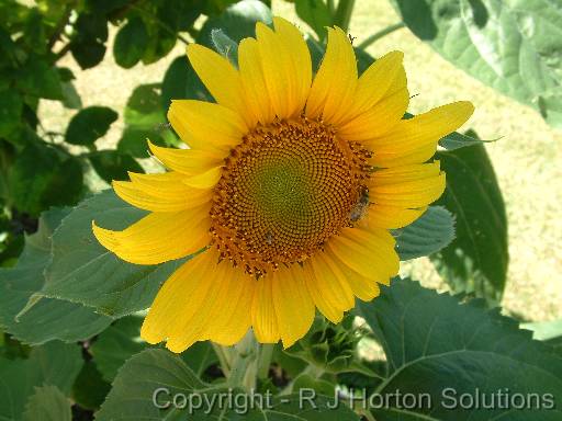 Sunflower yellow centre with bee 